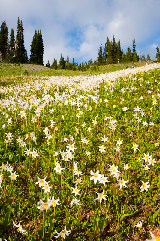 Meadow Of White Fawn Lily